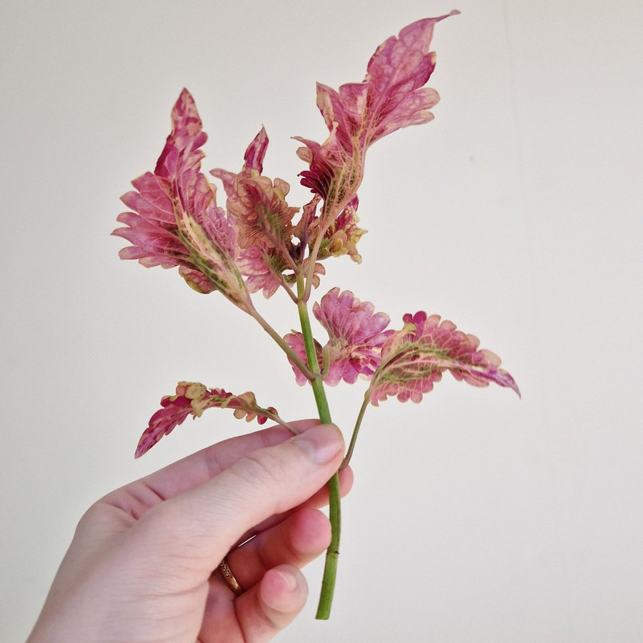 Palettblad/coleus • NN CANDY • stickling #2