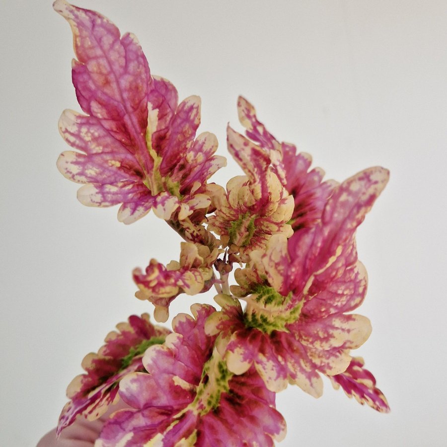 Palettblad/coleus • NN CANDY • stickling #2