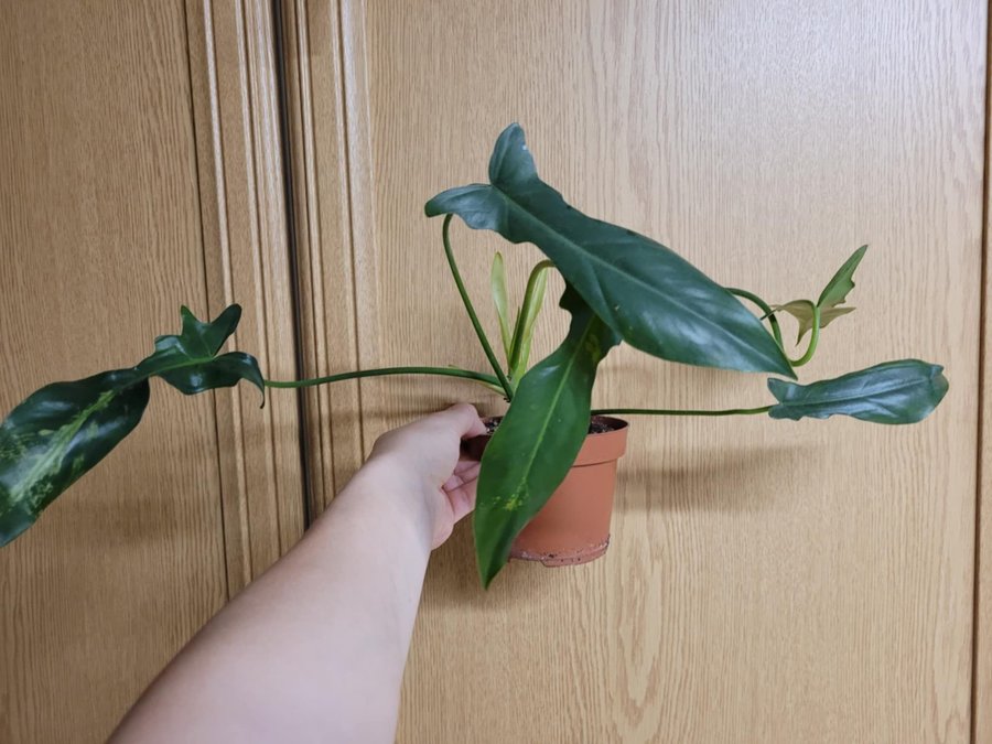 Philodendron golden dragon narrow form