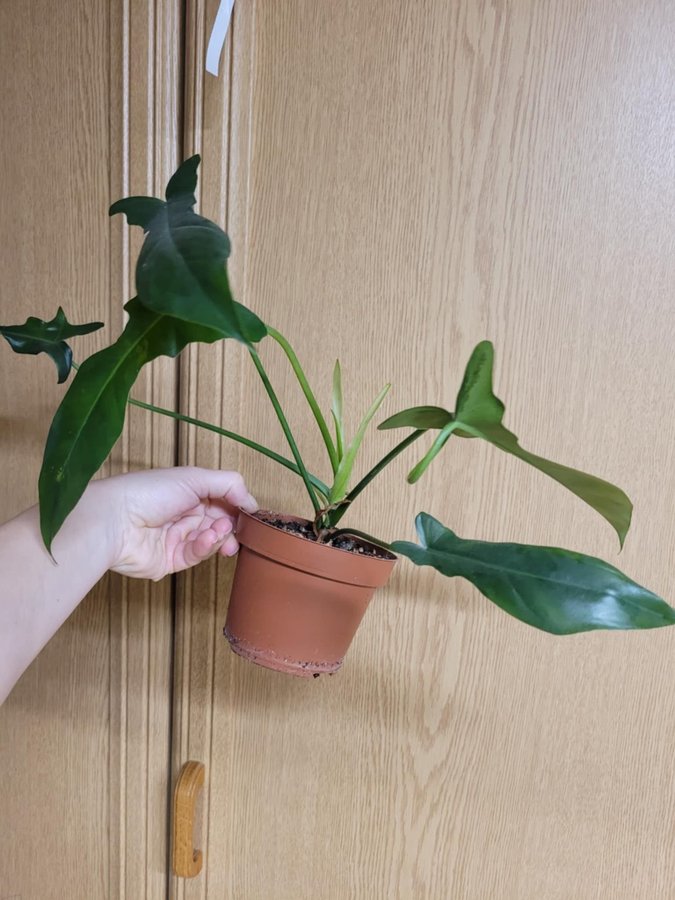 Philodendron golden dragon narrow form