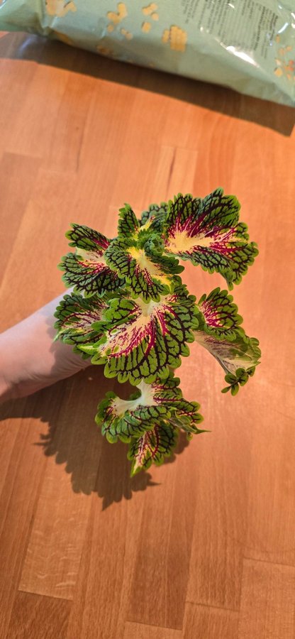 Palettblad Coleus- Space Cake