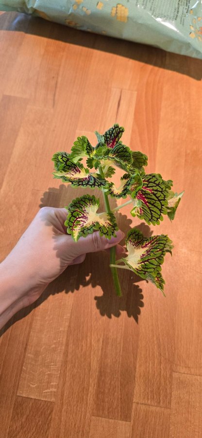 Palettblad Coleus- Space Cake