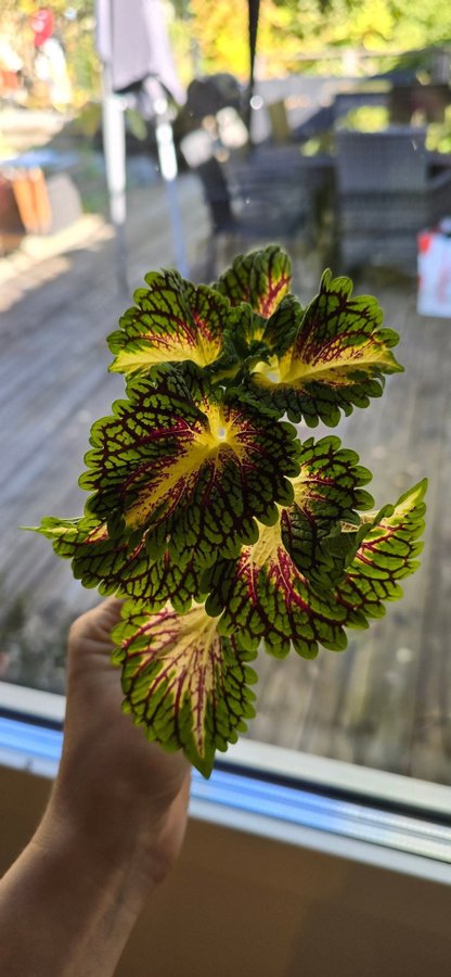 Palettblad Coleus- Space Cake