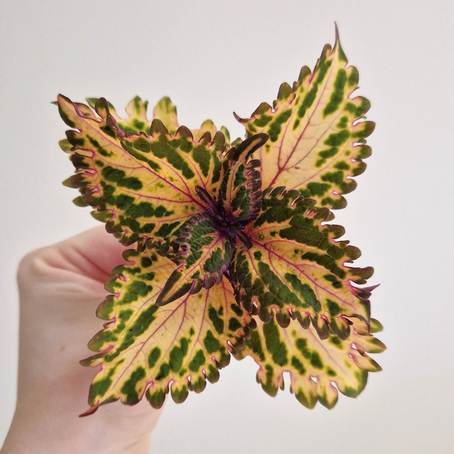 Palettblad/coleus • LIME FRILLS TRICOLOR • stickling