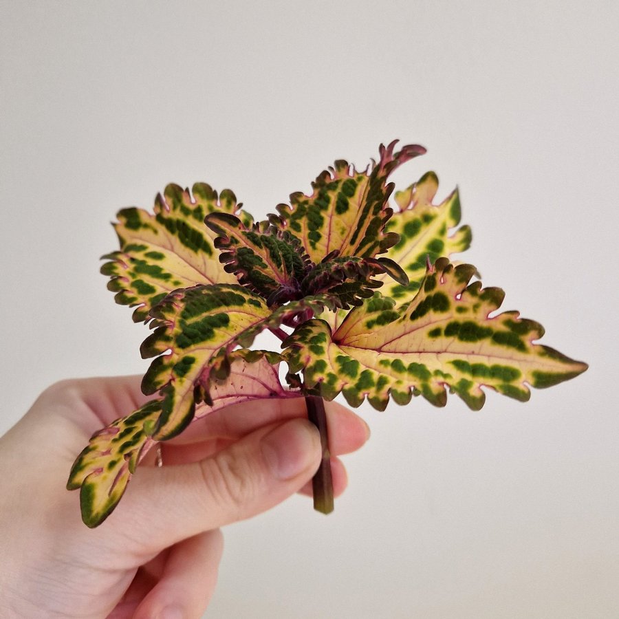 Palettblad/coleus • LIME FRILLS TRICOLOR • stickling