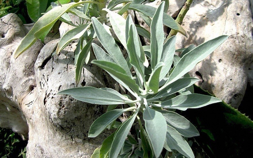 Rökelse salvia , indian (Salvia apiana)