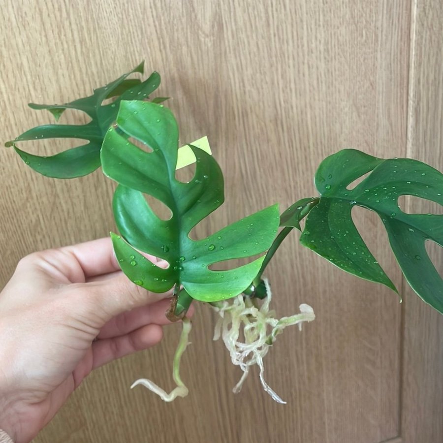 Toppstickling Monstera stickling (Mini monstera)