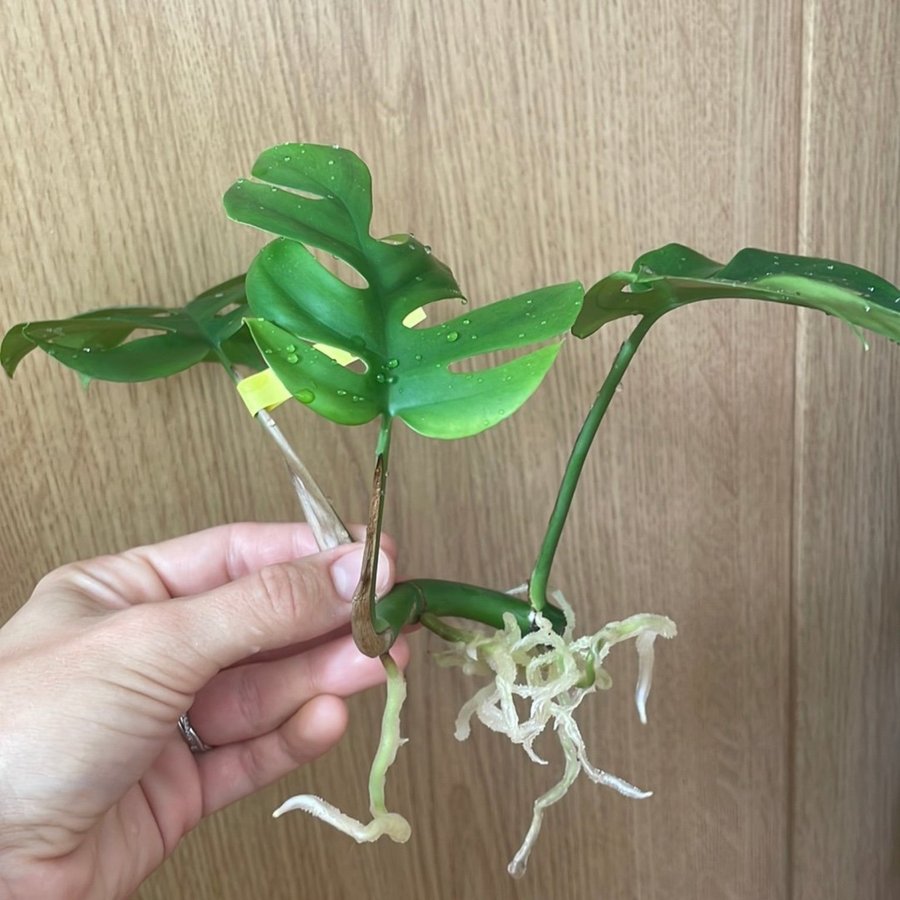 Toppstickling Monstera stickling (Mini monstera)