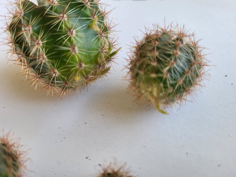 Kaktus Echinocereus sticklingar