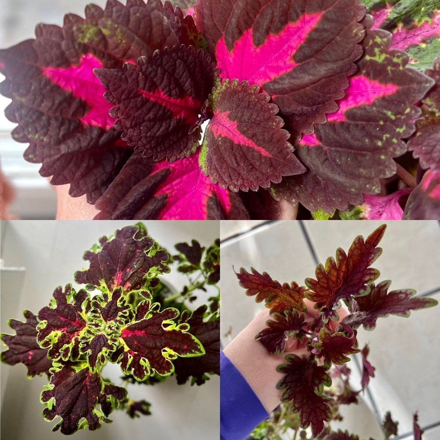 Rotade Sticklingar 3st Palettblad Coleus China Rose Burgundy Wedding Train