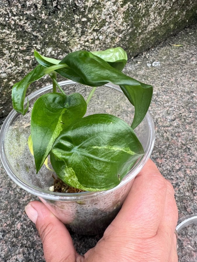 Alocasia cullculata variegata aurea