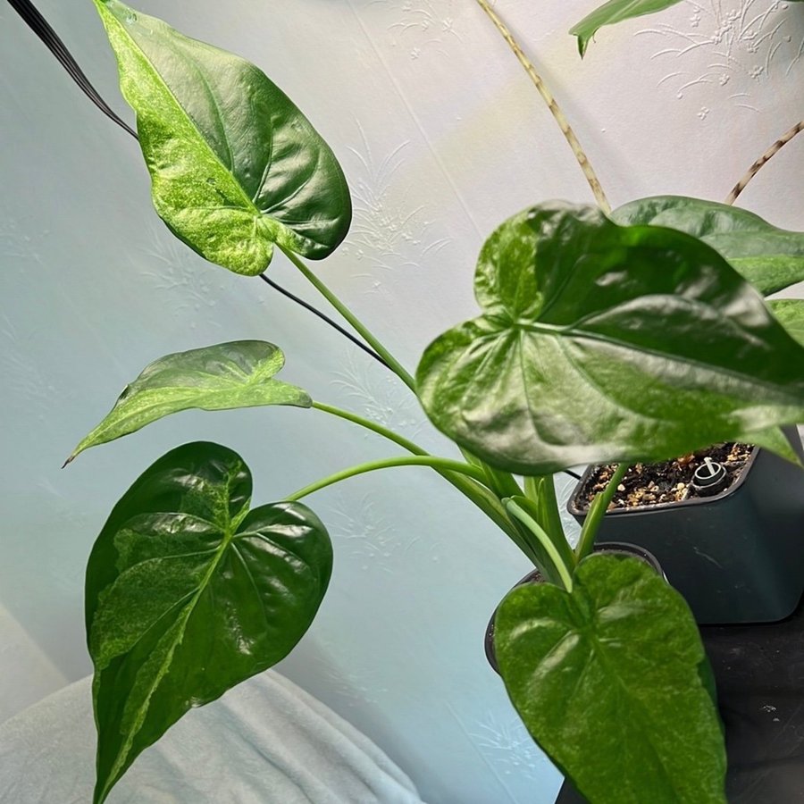 Alocasia cullculata variegata aurea