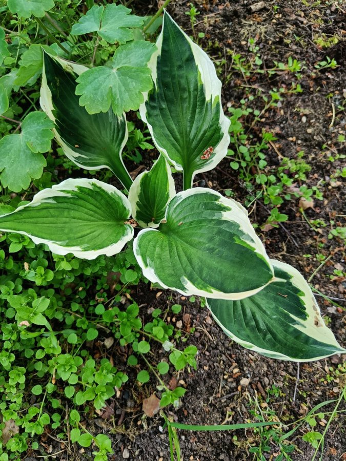 Hosta/funkia,vit oxh grön,randig, 1 fin planta