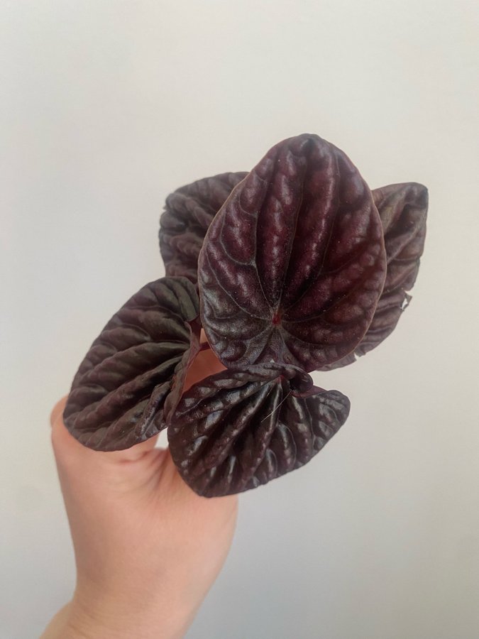 Peperomia caperata *RED LUNA* 5 st blad