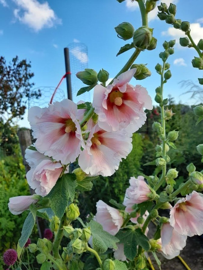 Stockros, frön, blandade färger 30 frön