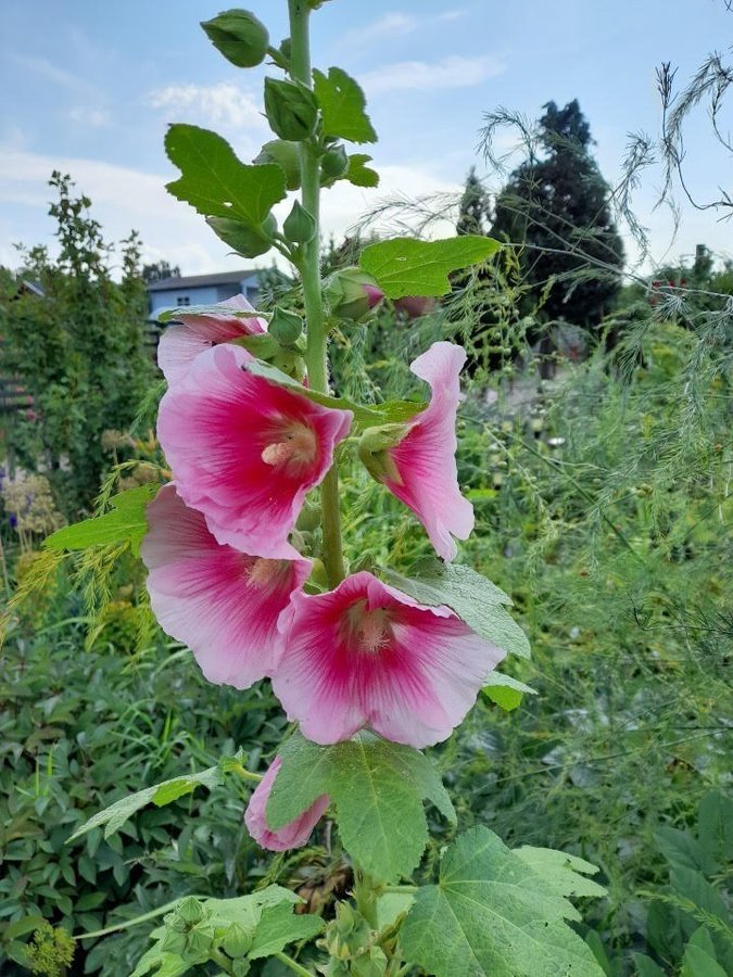 Stockros, frön, blandade färger 30 frön