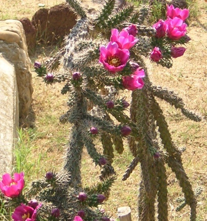 Kaktus Cylindropuntia Imbricata FROSTBESTÄNDIG!, flerårig, höjd 1 m, 3 frön