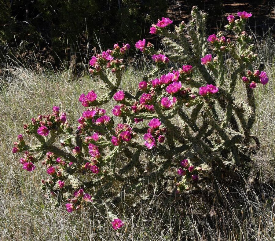 Kaktus Cylindropuntia Imbricata FROSTBESTÄNDIG!, flerårig, höjd 1 m, 3 frön