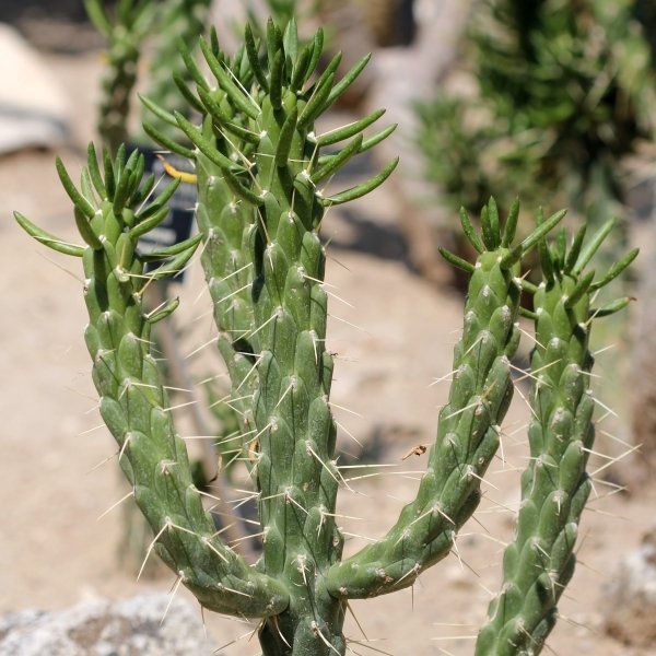 Kaktus Cylindropuntia Imbricata FROSTBESTÄNDIG!, flerårig, höjd 1 m, 3 frön