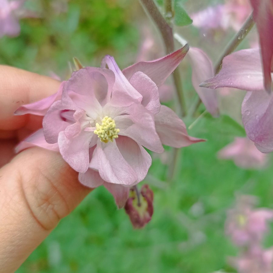 Aquilegia (Blå och Rosa) Mix ca 25st frön.