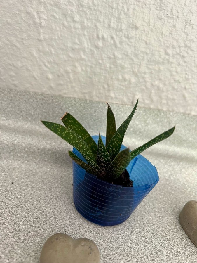 Gasteria 'Beguinii' Höjd ca 5cm