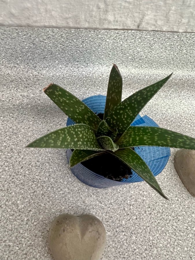 Gasteria 'Beguinii' Höjd ca 5cm