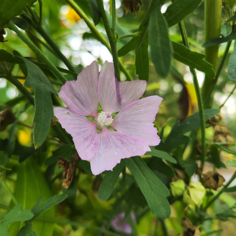 Rosenmalva - Vacker blomma