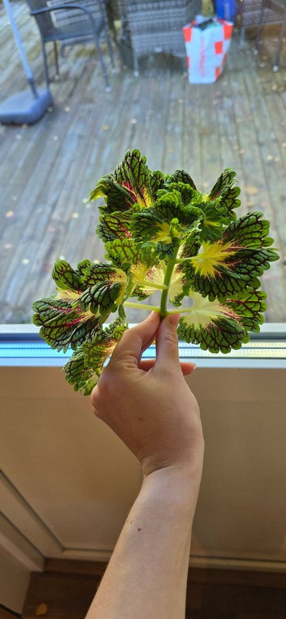 Palettblad Coleus - 'Space Cake'