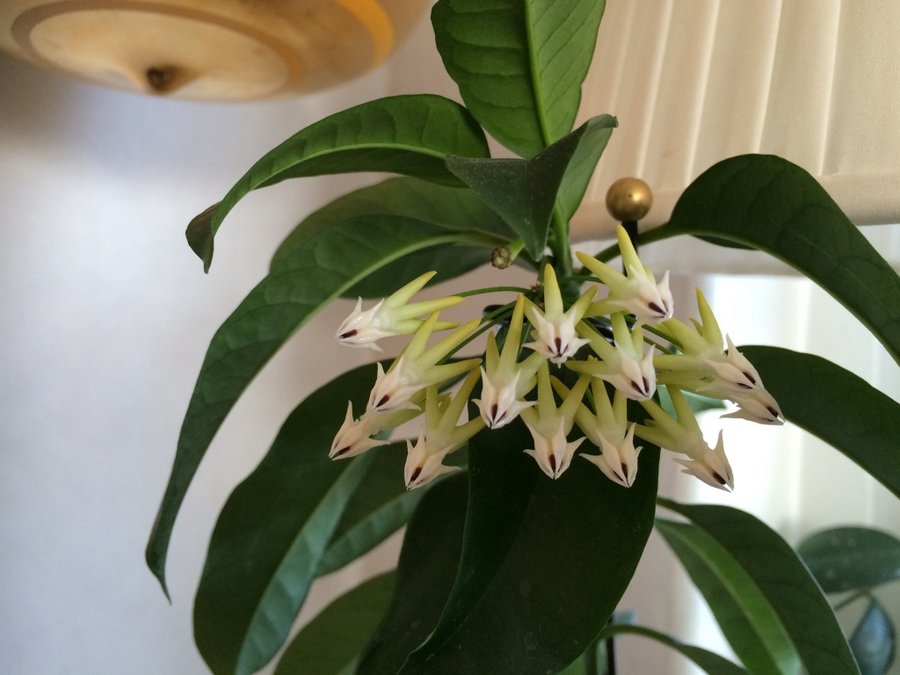 Hoya multiflora Blume