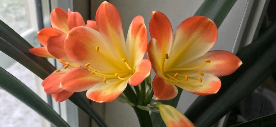 Mönjelilja Clivia växt mormorsblomma grön