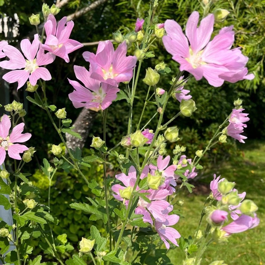 Gråmalva malva perenn mormorsblomma present