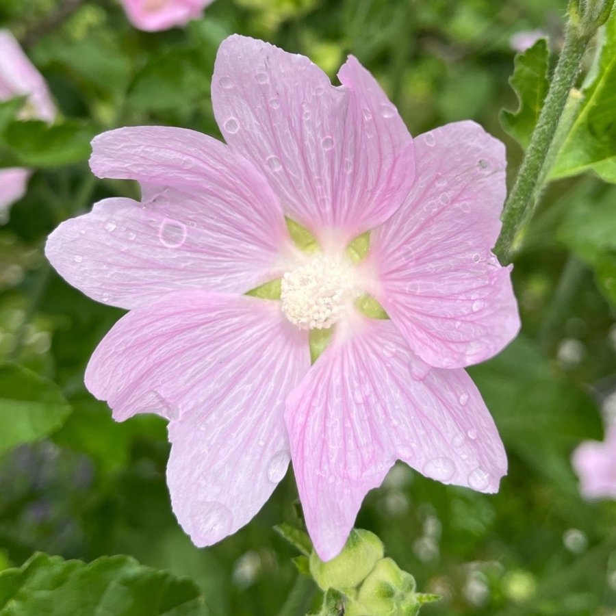 Gråmalva malva perenn mormorsblomma present