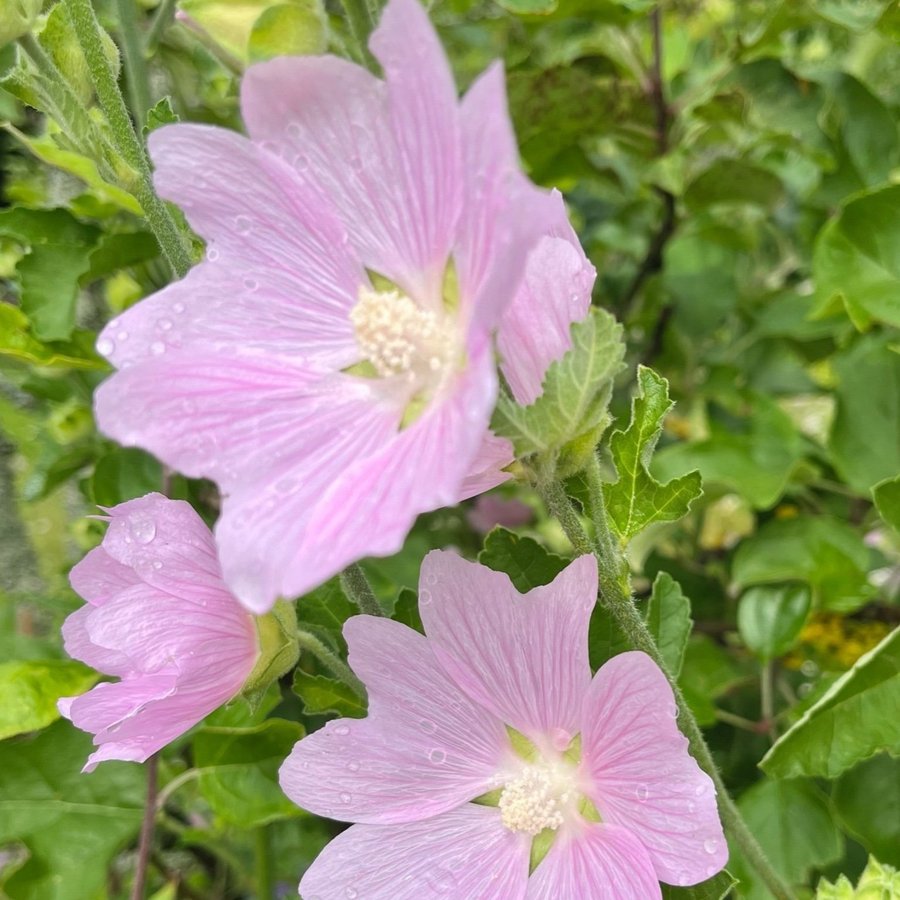 Gråmalva malva perenn mormorsblomma present