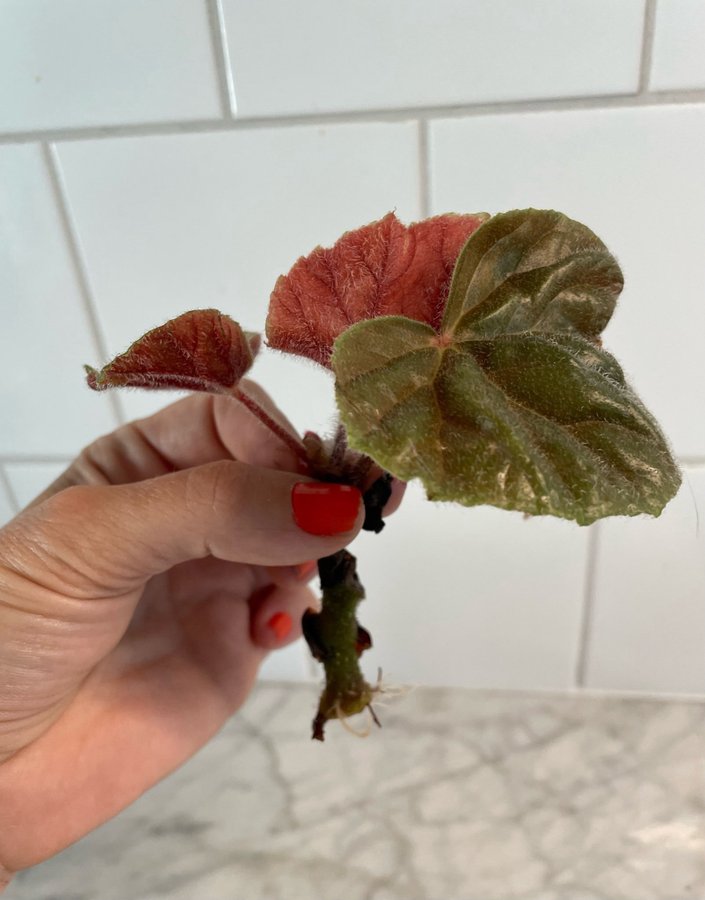 Begonia Oldemor rotad stickling