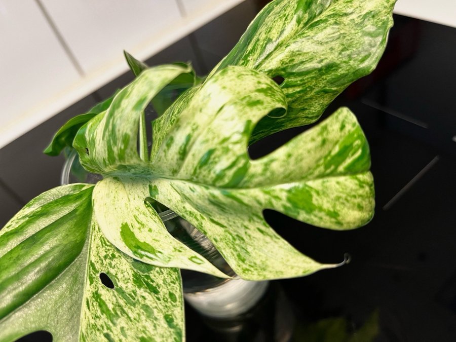 Epipremnum pinnatum Marble Variegata ovanlig!