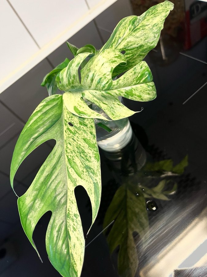 Epipremnum pinnatum Marble Variegata ovanlig!