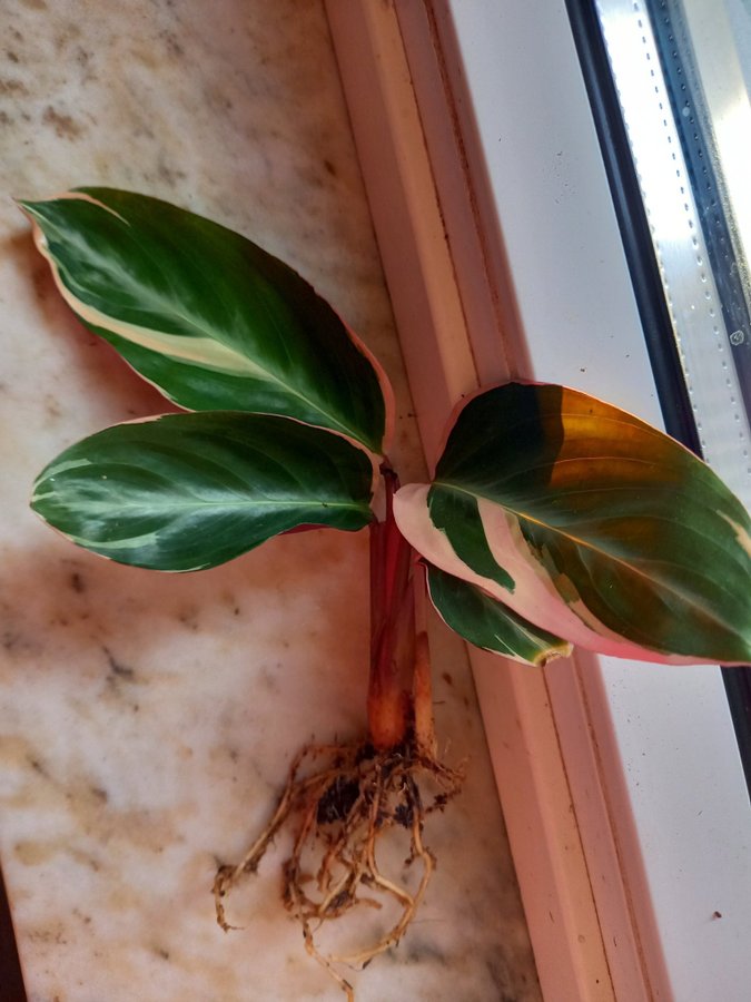 Stromanthe sanguinea.Calathea 'Triostar', planta.