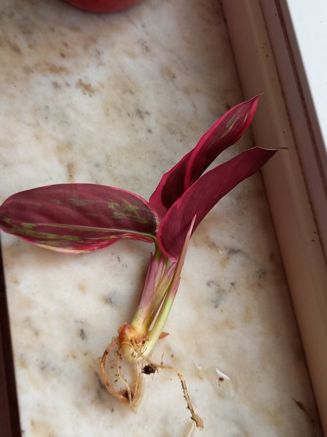 Stromanthe sanguinea.Calathea 'Triostar', planta.