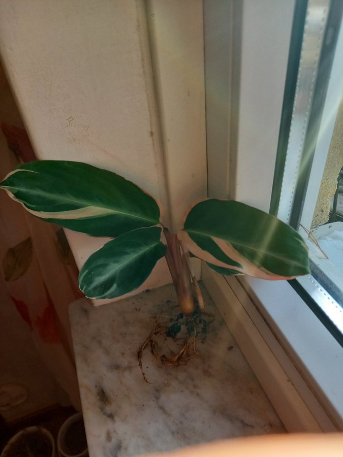 Stromanthe sanguinea.Calathea 'Triostar', planta.