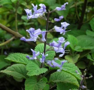 Plectranthus Zuluensis - rotad stickling