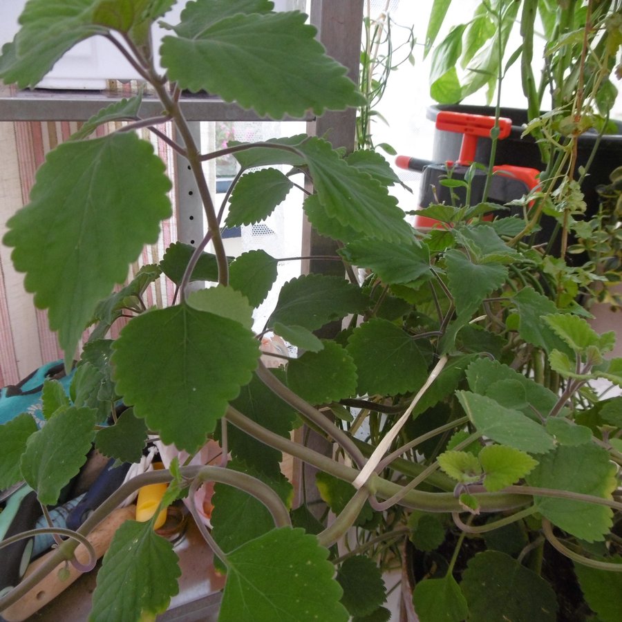 Plectranthus Zuluensis - rotad stickling