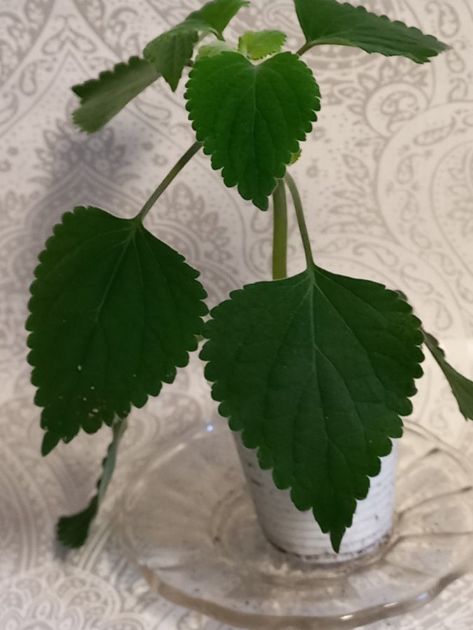 Plectranthus Zuluensis - rotad stickling