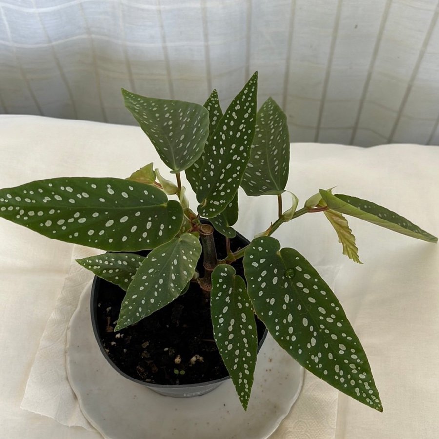 Begonia maculata