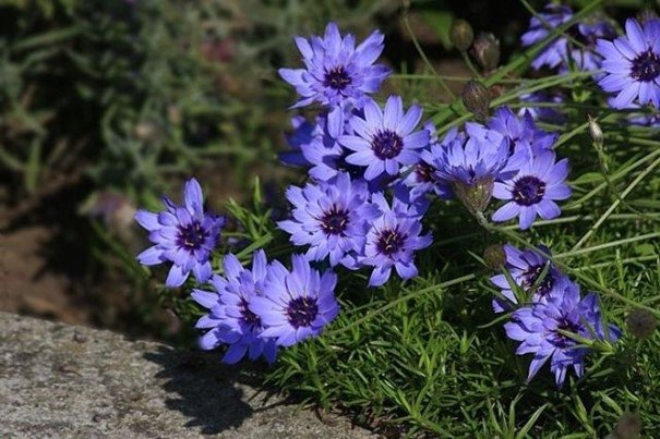 Gräsfibla Blå, flerårig, höjd 60-70 cm, blomtid juli-sept, 20 frön