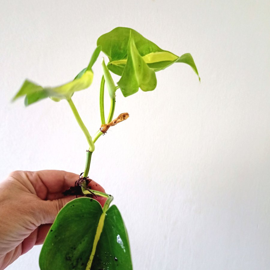 PHILODENDRON BRASIL - planta