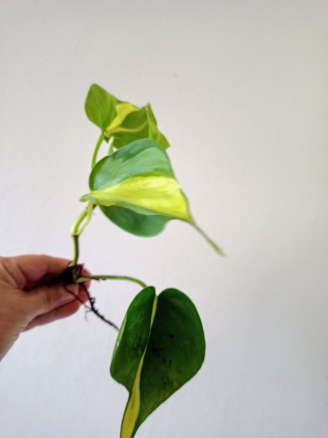 PHILODENDRON BRASIL - planta