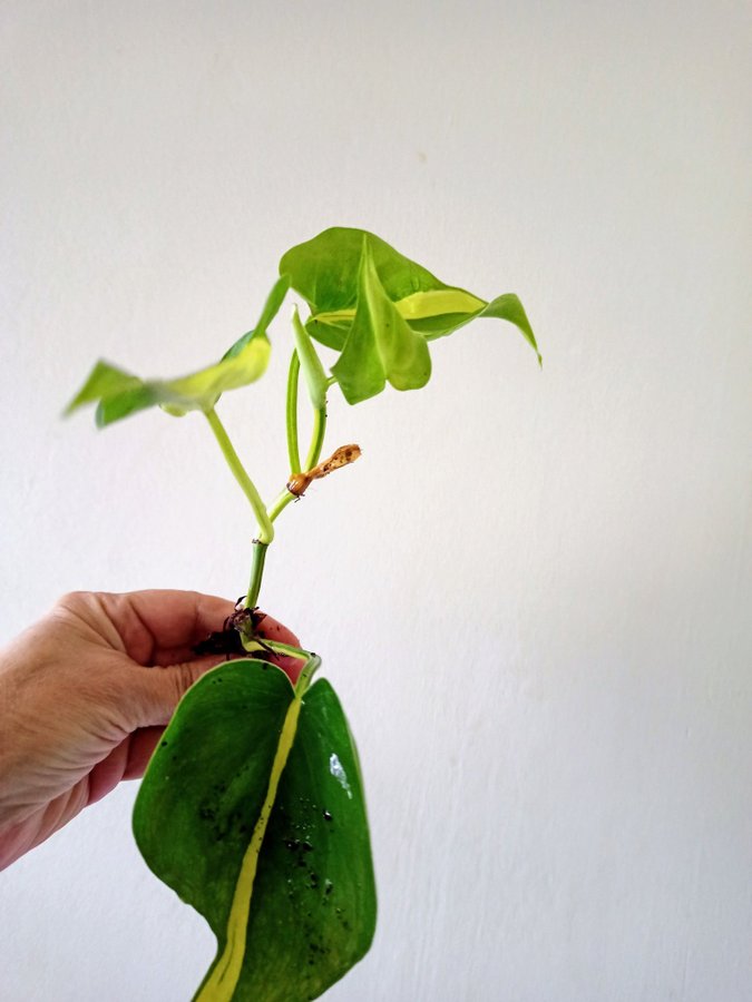 PHILODENDRON BRASIL - planta