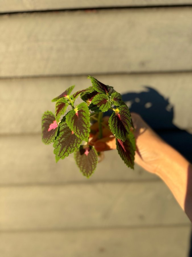 2 stycken rotade sticklingar Trailing Queen palettblad Coleus