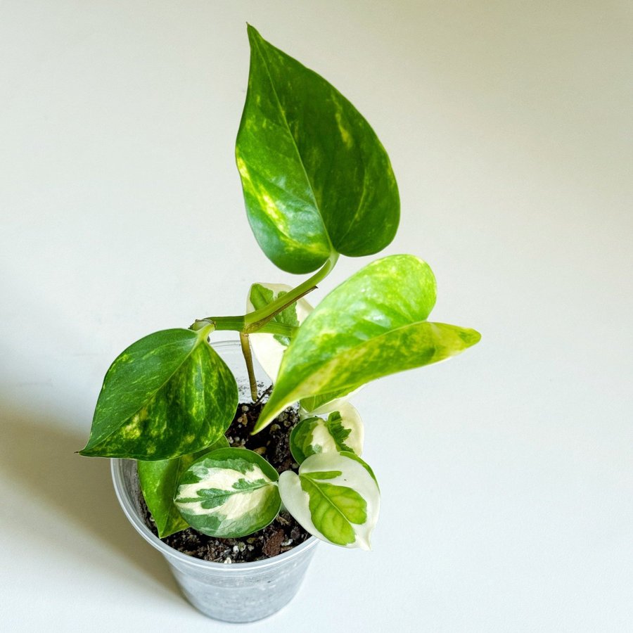 Epipremnum " NJOY / N'JOY  AUREUM " Liten planta (Gullranka, Pothos)