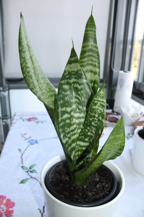 Svärmorstunga Dracaena trifasciata 30cm 3 blad